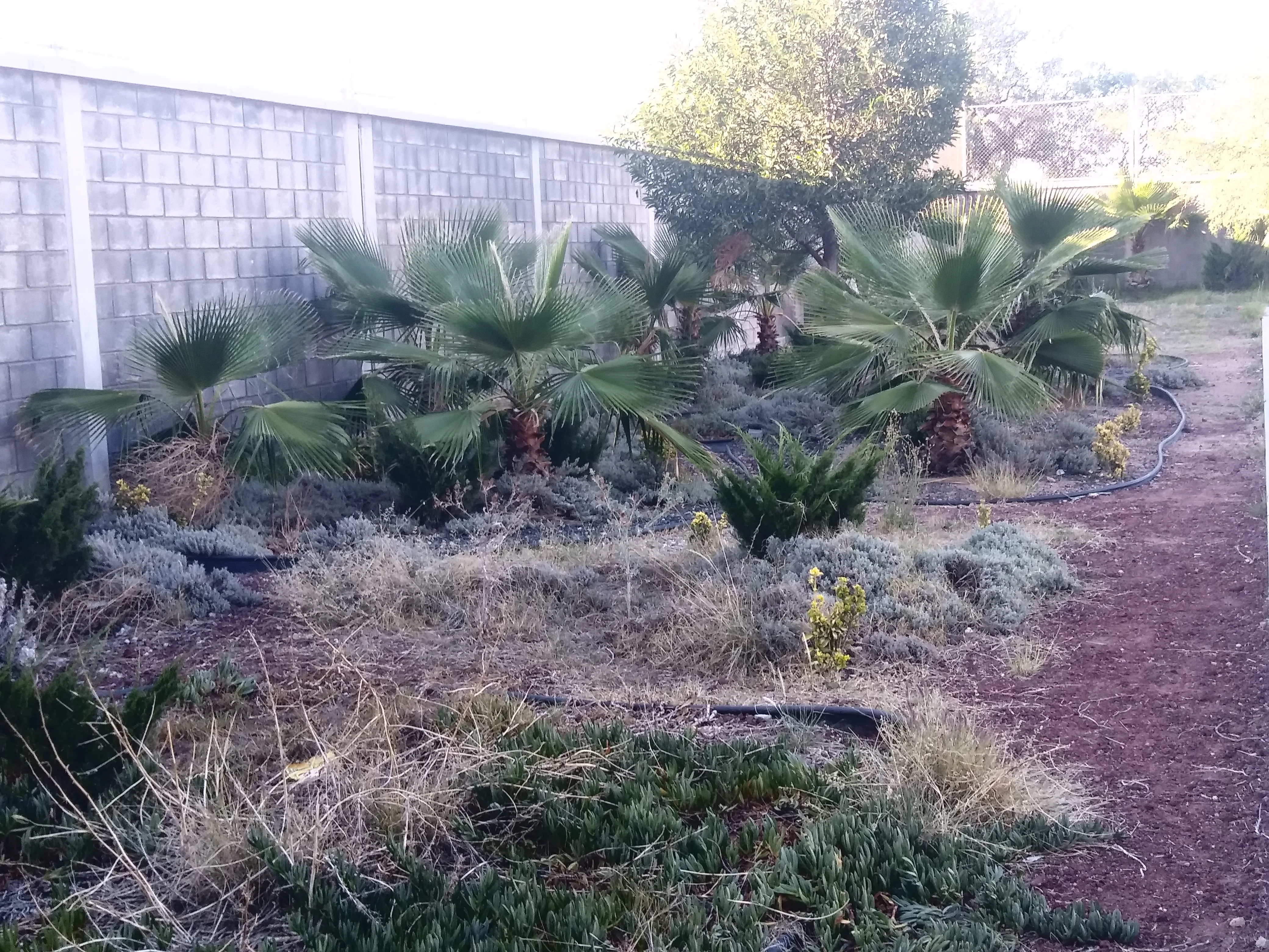 Antes